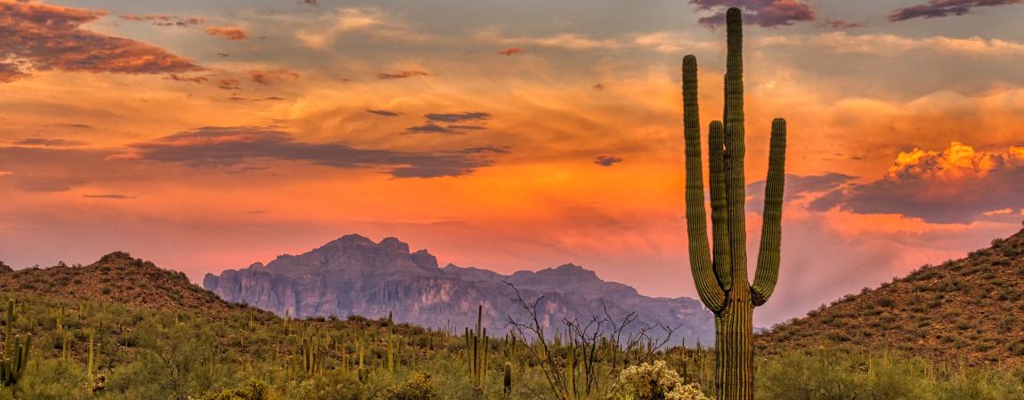 Sunset Cactus