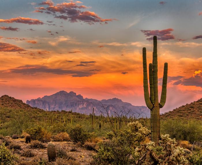 Sunset Cactus